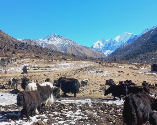 Langtang tsergori yak yak