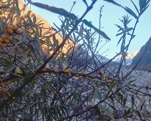 Sea buckthorn langtang